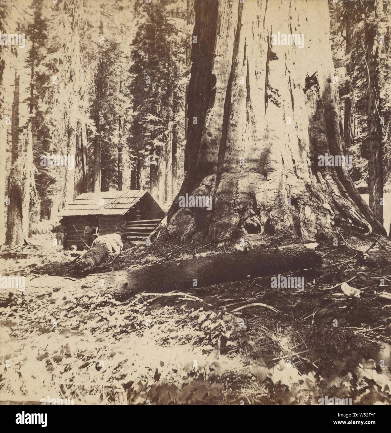 Galen's Hospice, Mariposa Grove, Mariposa County, Cal., Carleton Watkins (American, 1829 - 1916), about 1867, Albumen silver print Stock Photo