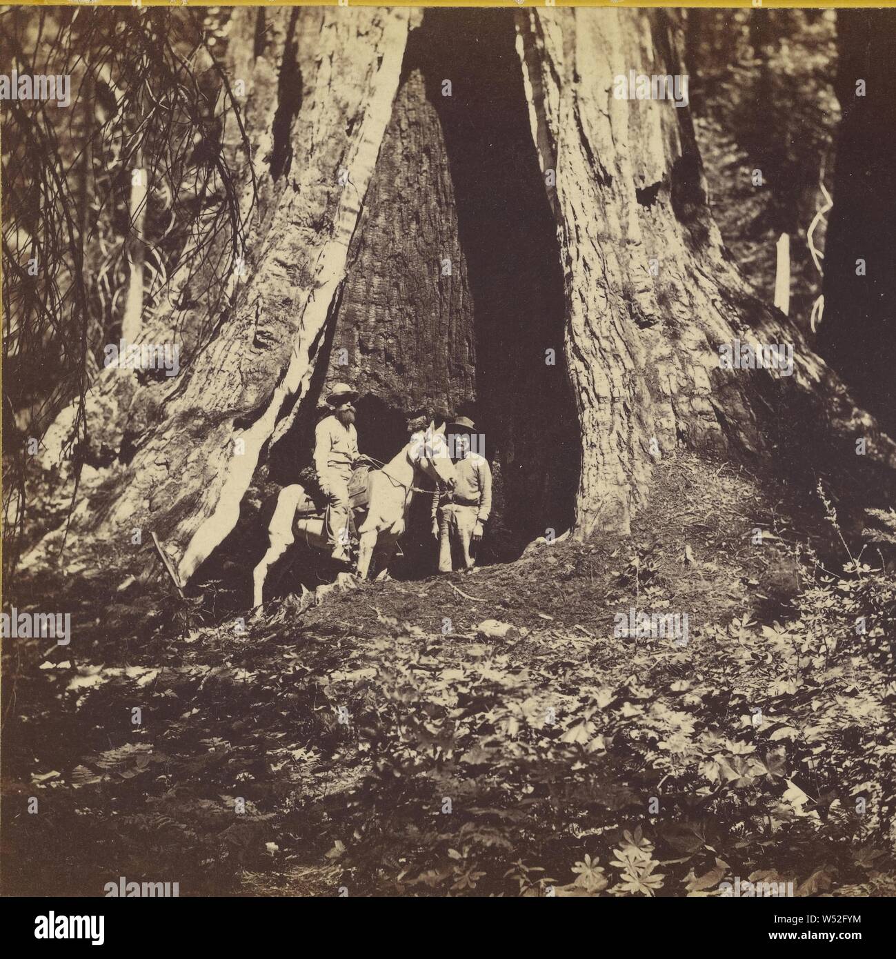 In the Mariposa Grove, Mariposa County, Cal., Carleton Watkins (American, 1829 - 1916), 1867, Albumen silver print Stock Photo