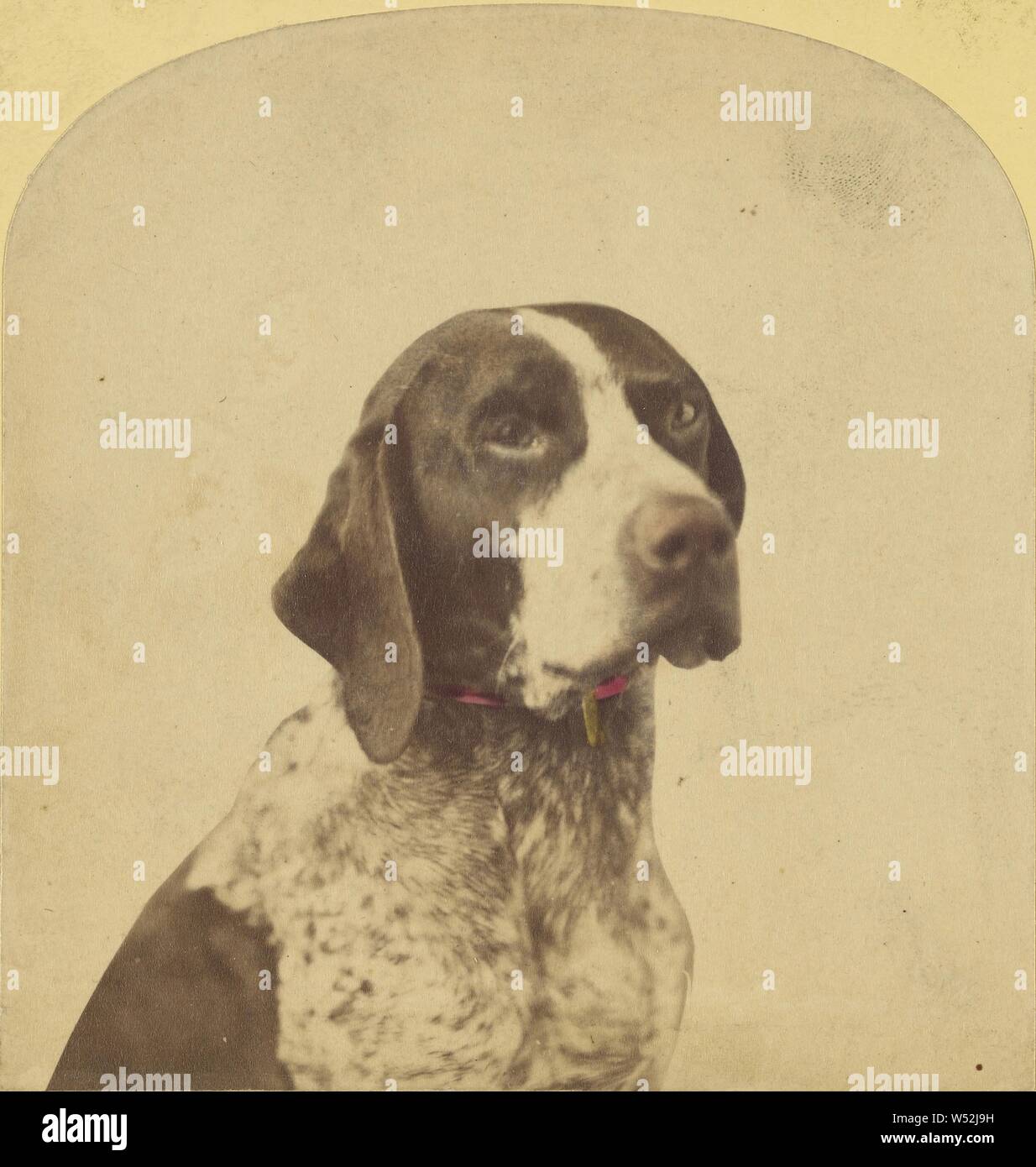 Beagle, Unknown, about 1865, Albumen silver print Stock Photo