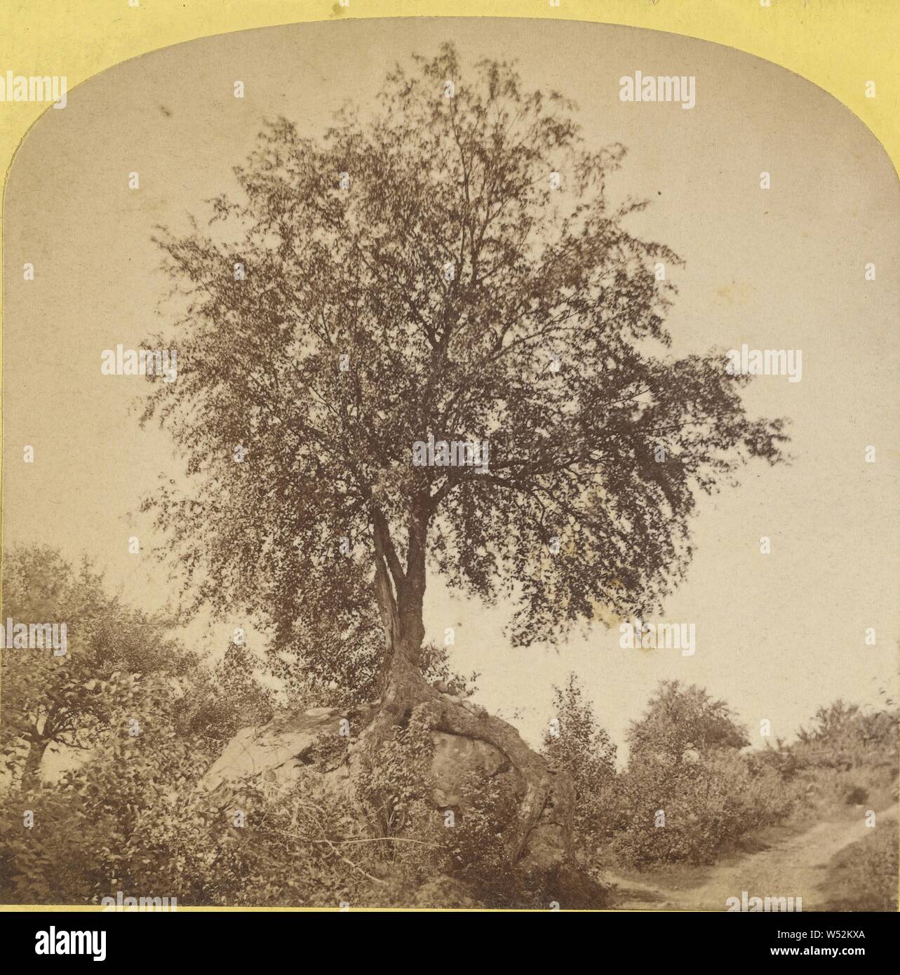 Tree, Unknown, about 1870, Albumen silver print Stock Photo
