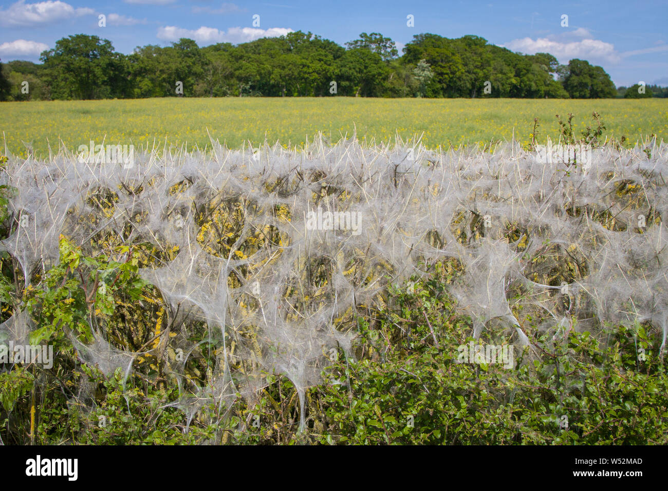 Thick webs made by the caterpillar of the Small Ermine Moth cover a