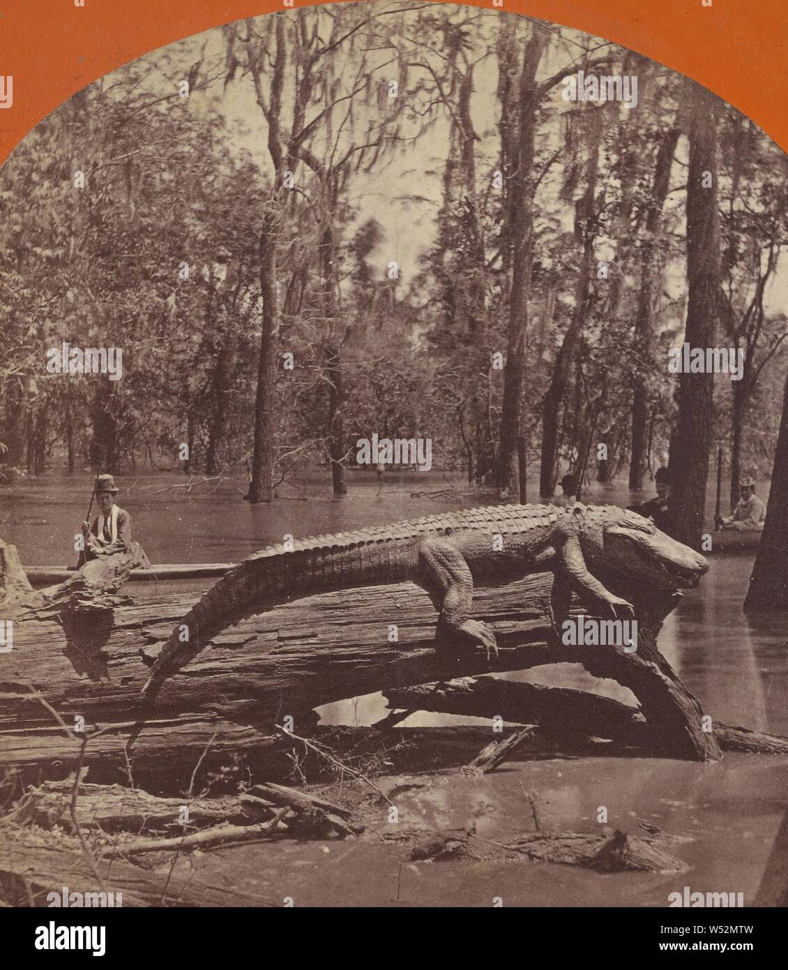 A Big Alligator, about 800 lbs. Louisiana, Samuel T. Blessing (American, 1832 - 1897), 1870s, Albumen silver print Stock Photo