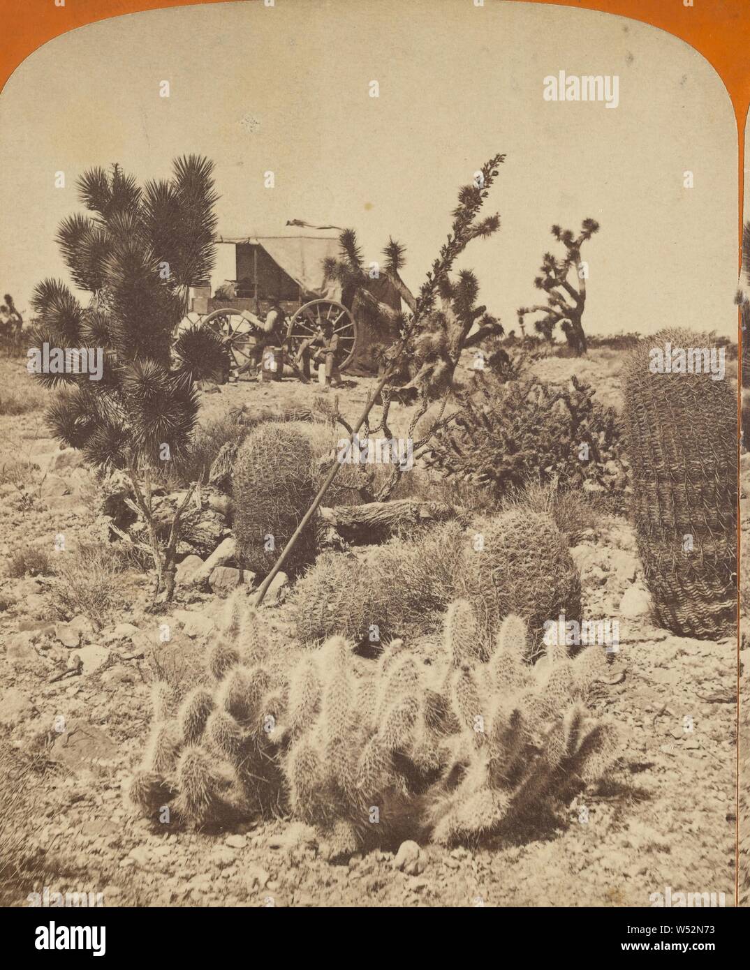 Cactus Study. Desert South of St. George/ Charles Roscoe Savage's photo wagon in background, C.R. Savage (American, born England, 1832 - 1909), 1866, Albumen silver print Stock Photo