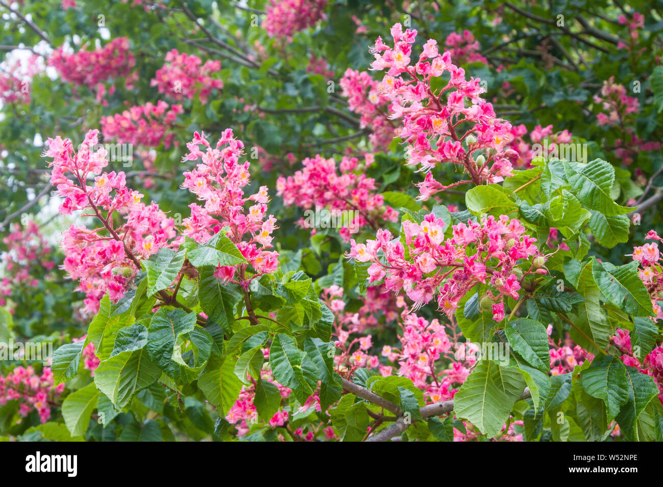 Flowers of the Red Horse Chestnut, Aesculus × carnea, Stock Photo