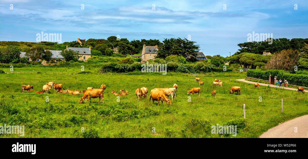 Troupeau De Vaches High Resolution Stock Photography And Images Alamy Troupeau De Vaches High Resolution Stock Photography And Images Alamy