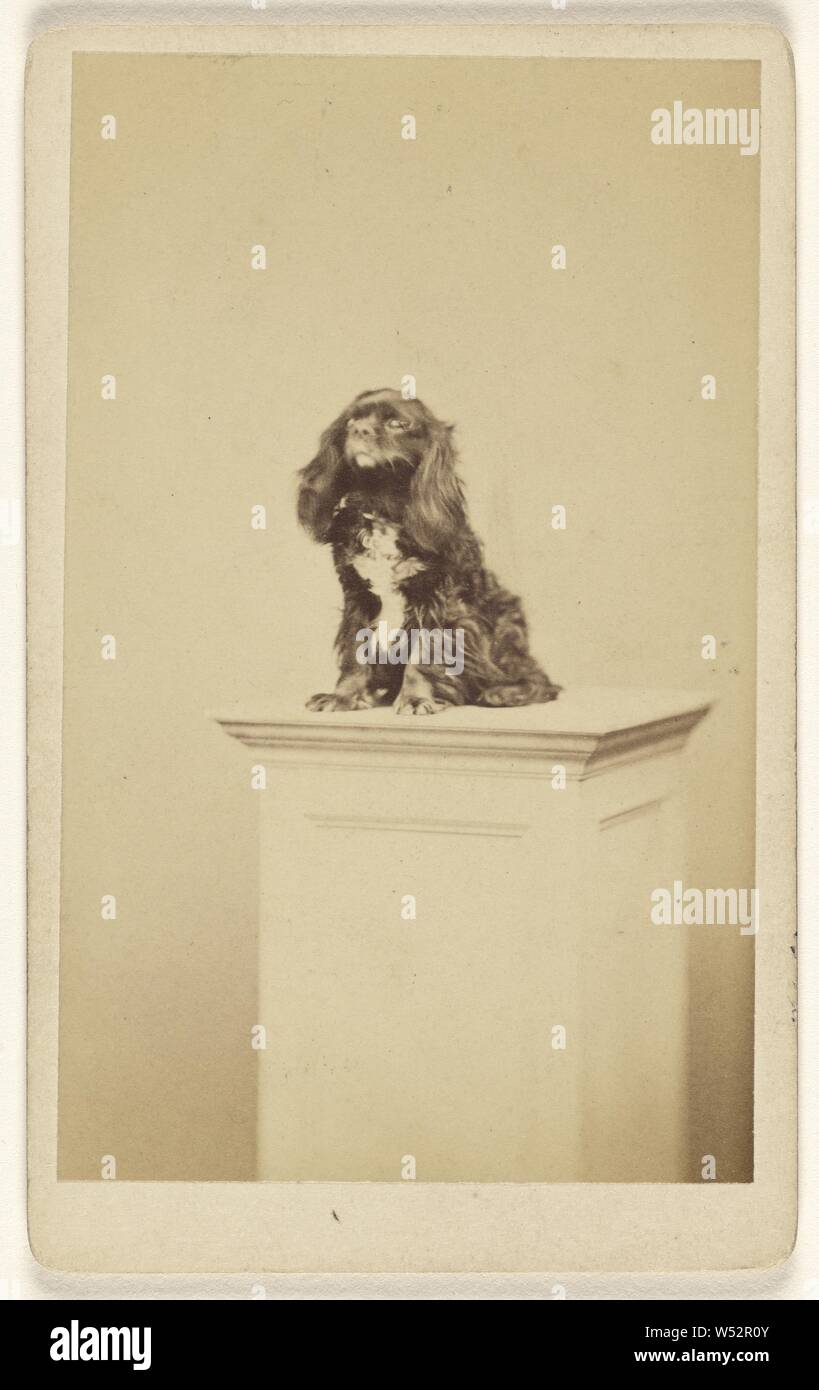Small dog posed on a pedestal, Fratelli Alinari (Italian, founded 1852), 1865–1875, Albumen silver print Stock Photo