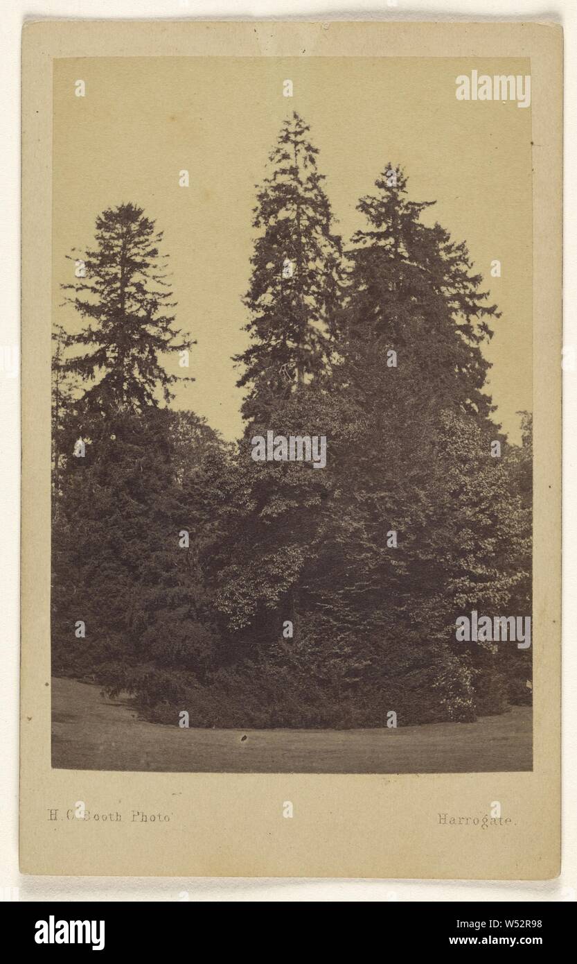 The 3 Norway Spruces 100 to 132 feet high Hadley Park., H.C. Booth (British, active 1860s), about 1865, Albumen silver print Stock Photo