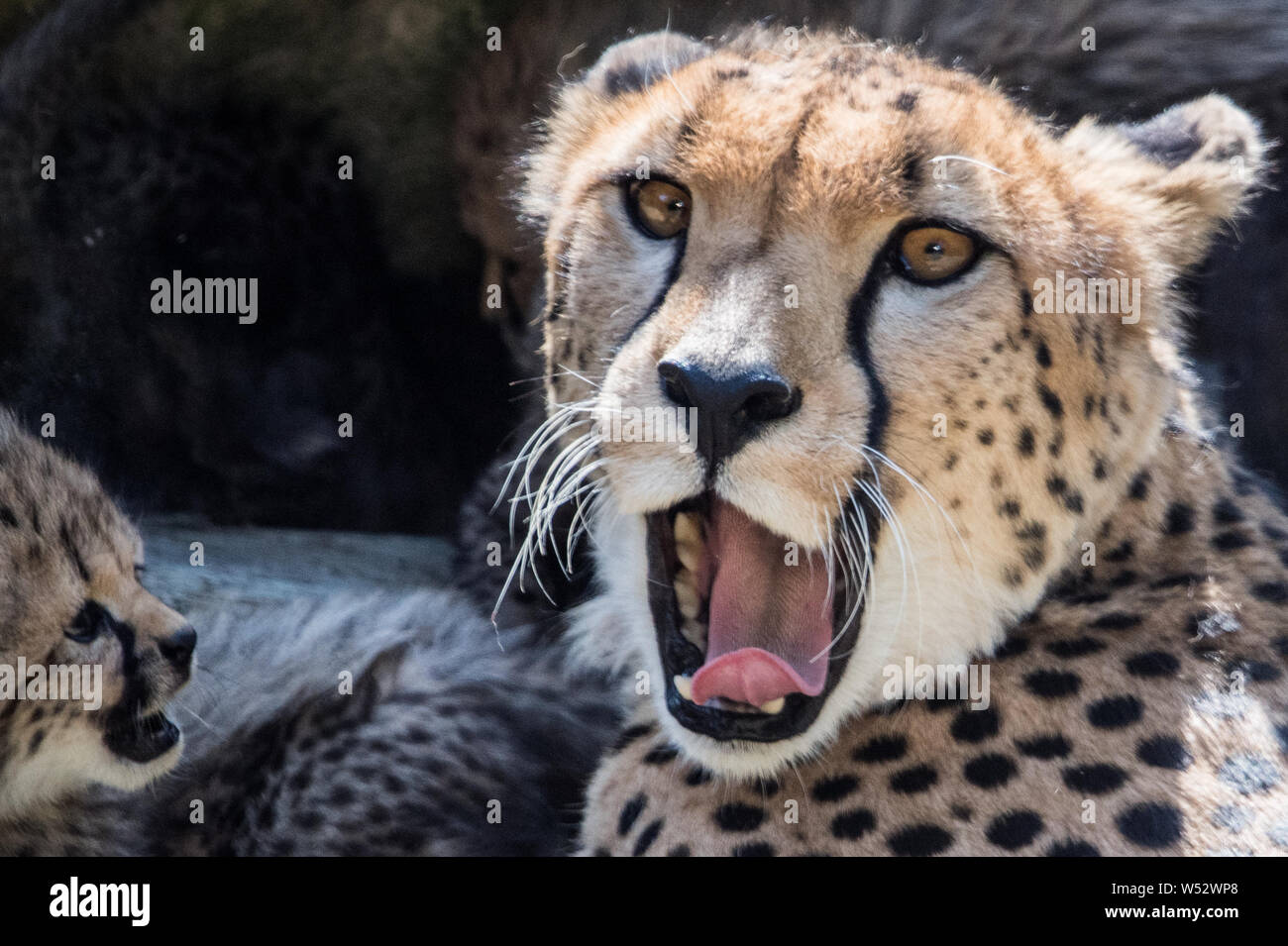 Kronberg, Germany. 26th July, 2019. Cheetah Jamari lies with her ...