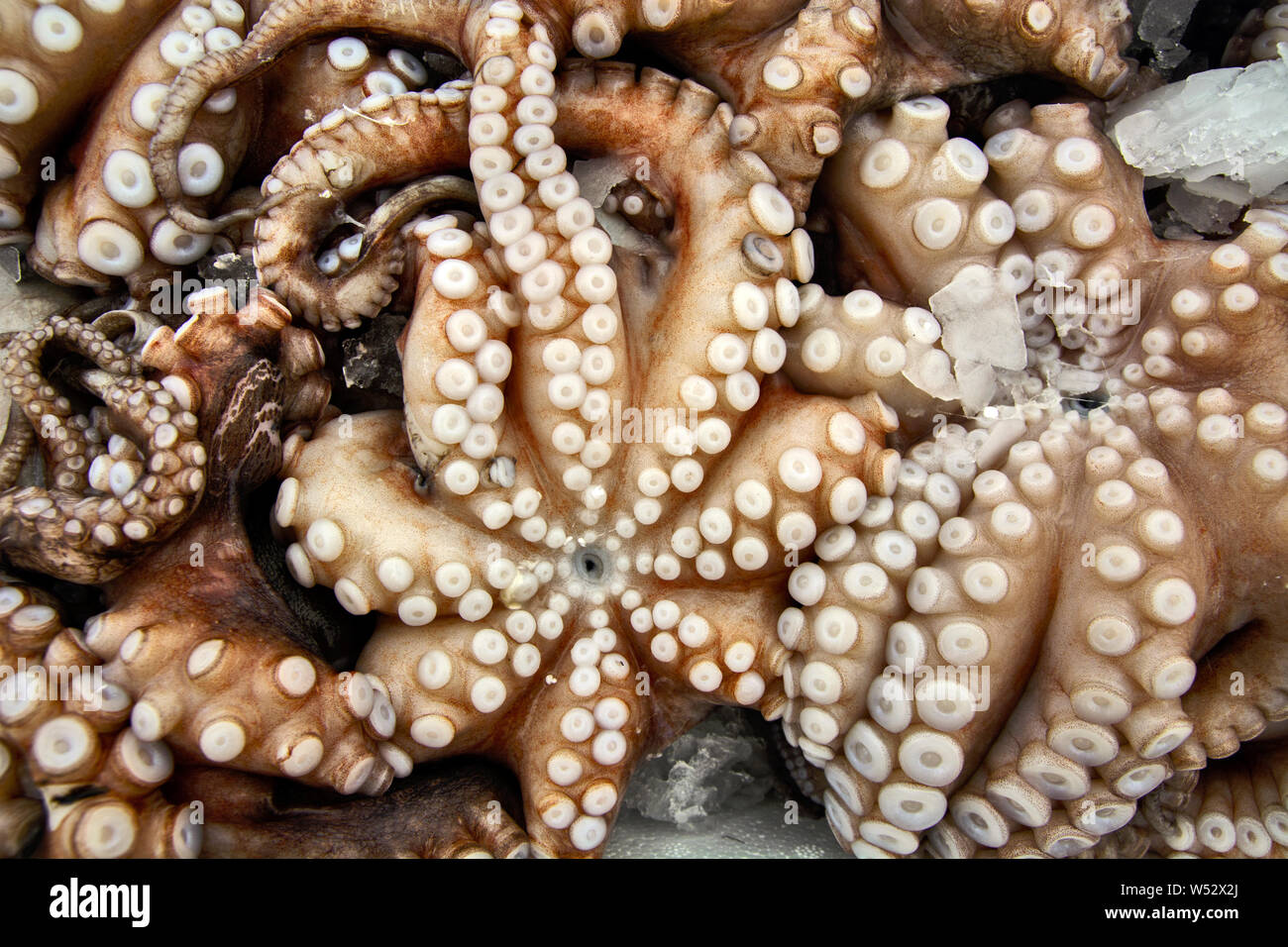 Octopus on the market in Greece are waiting for customers. Stock Photo