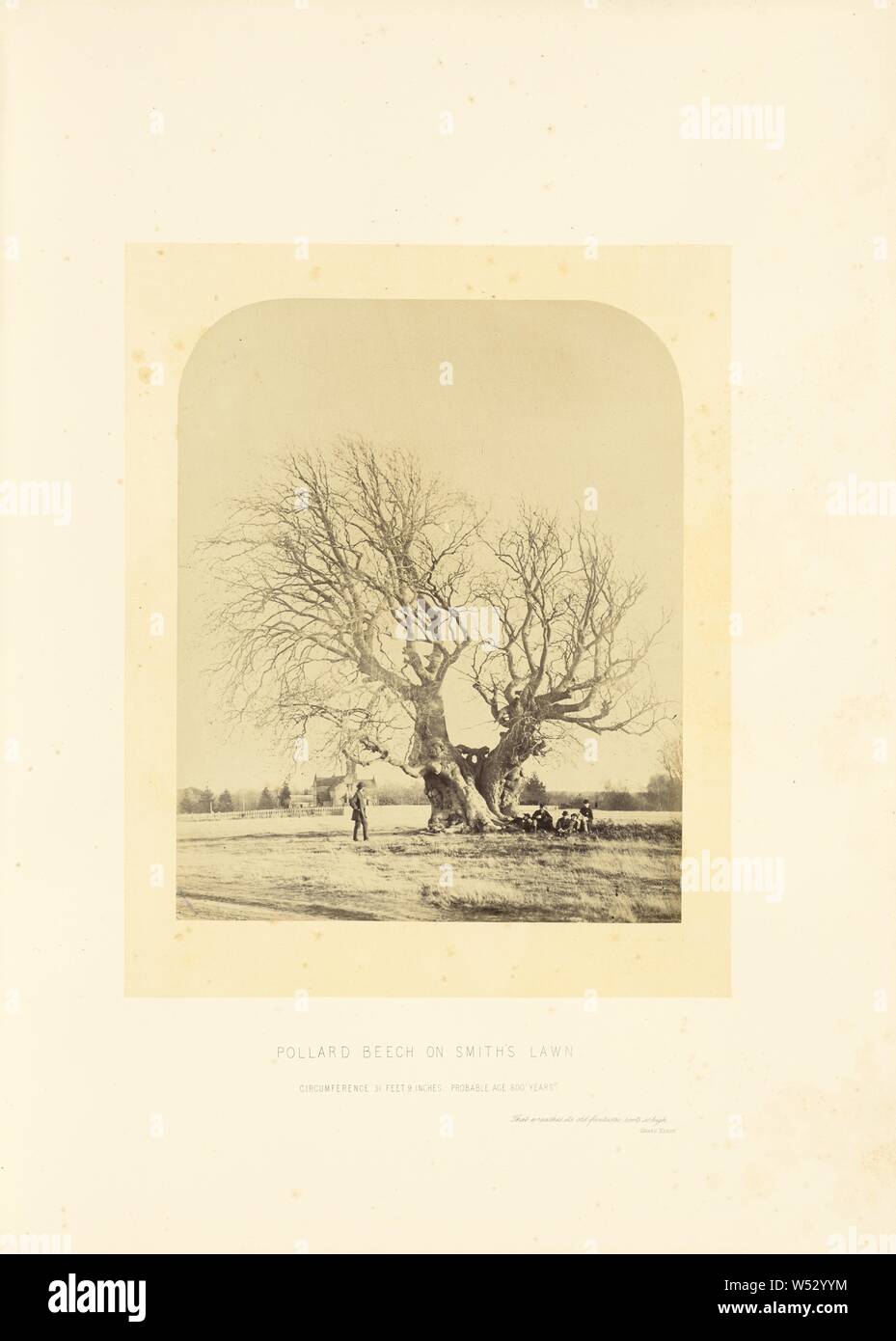 Pollard Beech on Smith's Lawn, James Sinclair, fourteenth earl of Caithness (British, 1821 - 1881), William Bambridge (British, 1819 - 1879), London, England, 1864, Albumen silver print, 27 × 22 cm (10 5/8 × 8 11/16 in Stock Photo