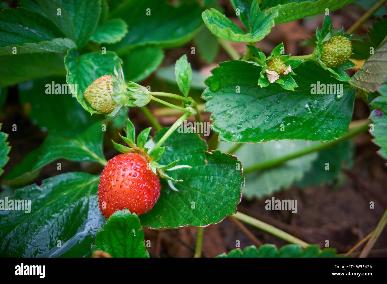 Strawberry field strawberry fields hi-res stock photography and images ...