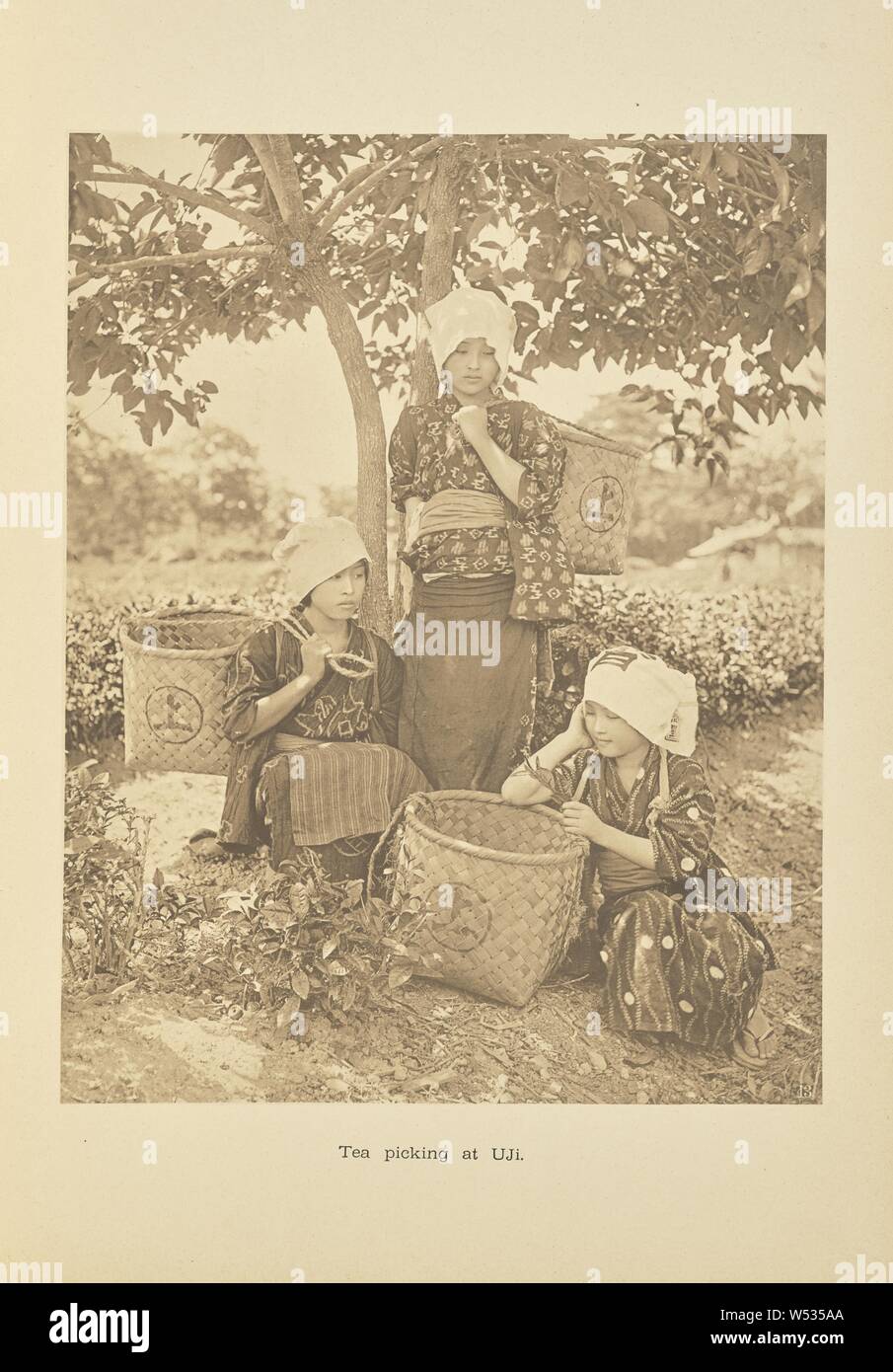 Tea Picking at Uji, Kazumasa Ogawa (Japanese, 1860 - 1929), Tokyo, Japan, 1893–1895, Collotype, 26 × 20.3 cm (10 1/4 × 8 in Stock Photo