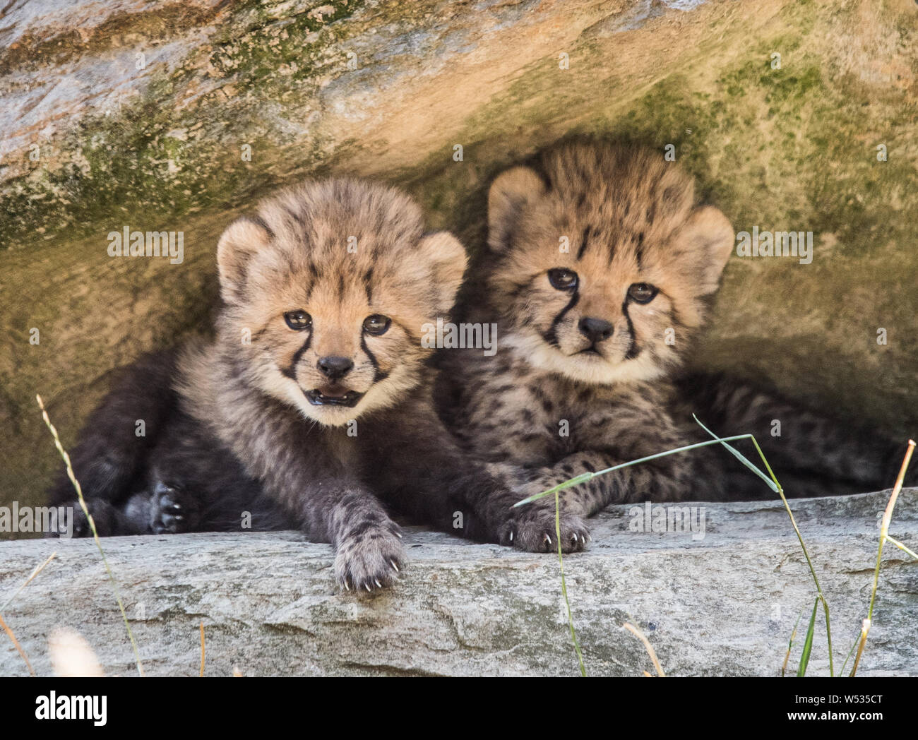 Peeked hi-res stock photography and images - Alamy