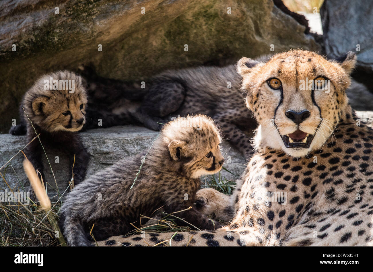 Kronberg, Germany. 26th July, 2019. Cheetah Jamari lies with her ...