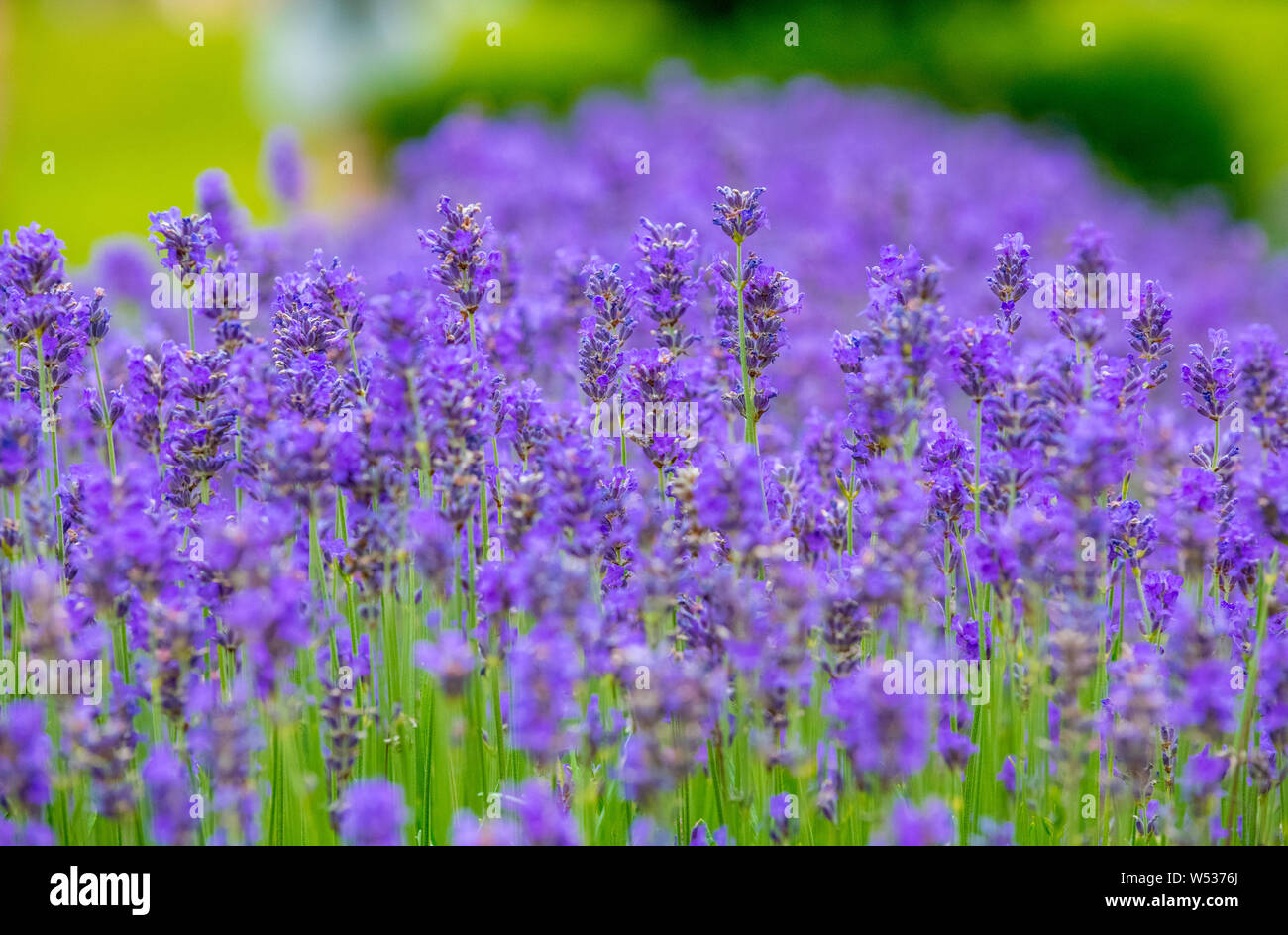 The colour lavender hires stock photography and images Alamy
