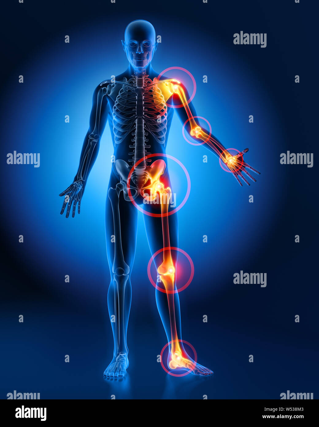 A Diagram Of Joints And Bones In The Human Body / Diagram Of The Human