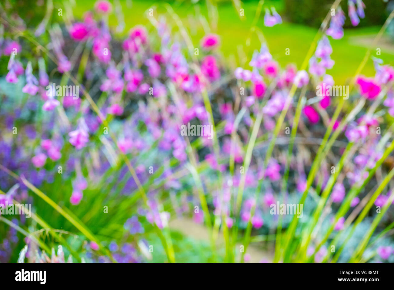 Out of focus images of colourful flowers simular to a Monet Impressionist painting. Stock Photo