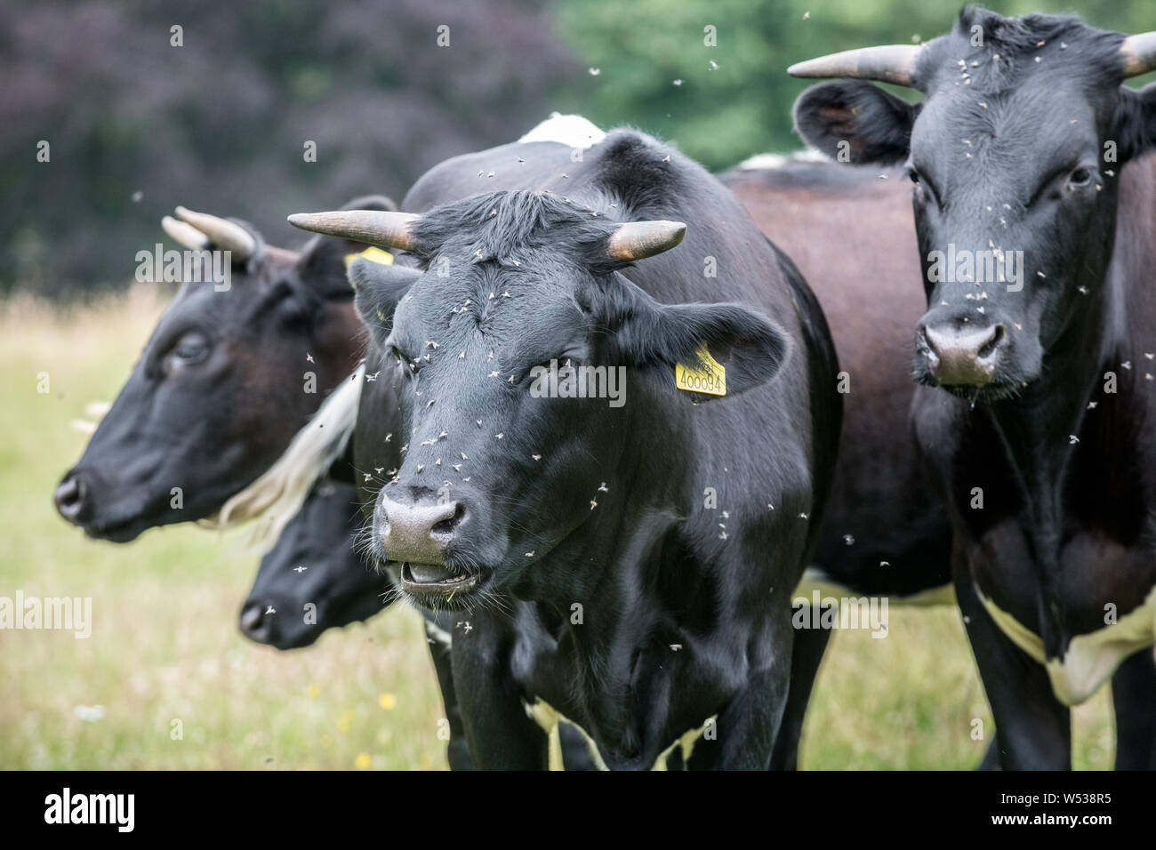 Gloucester cows being pested by flies. Stock Photo