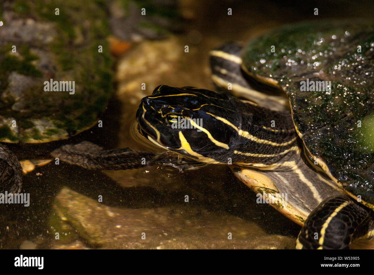 Suwannee river cooter turtle Pseudemys concinna suwanniensis swims in a