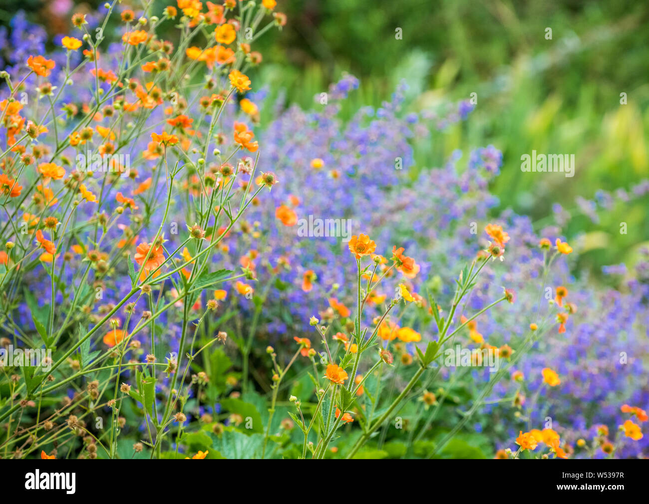 Out of focus images of colourful flowers simular to a Monet Impressionist painting. Stock Photo