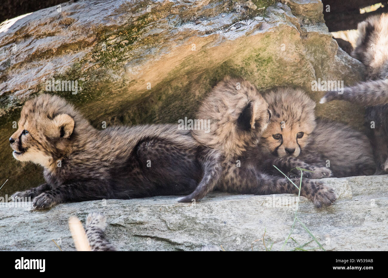 Kronberg, Germany. 26th July, 2019. The cheetah boys in their enclosure ...