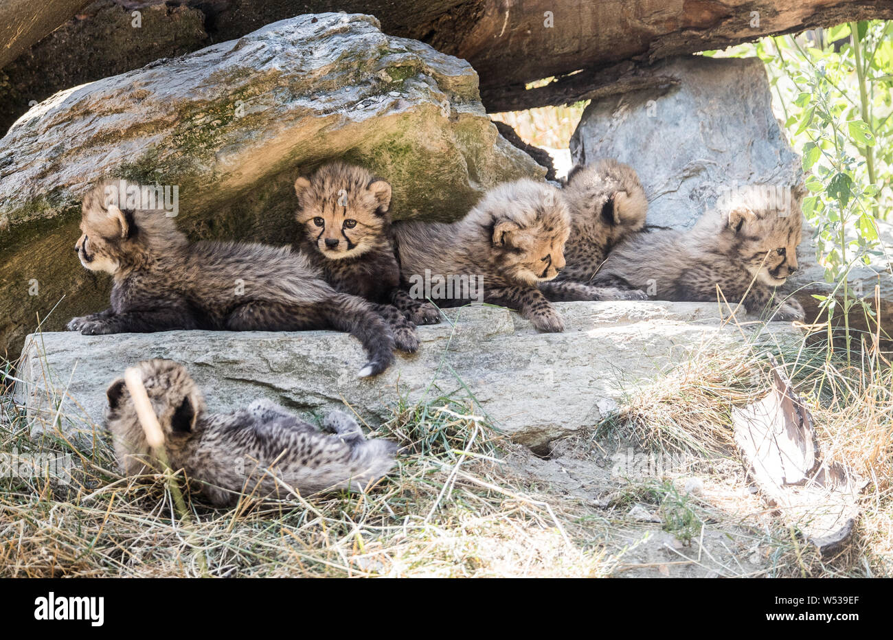 Been introduced into enclosure hi-res stock photography and images - Alamy