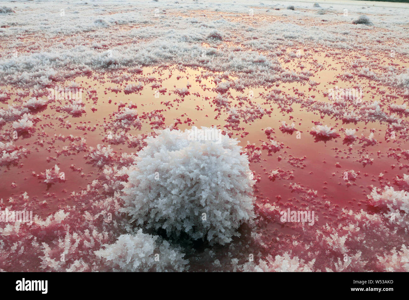 Какие воды самые соленые. Соль мёртвого моря. Мёртвое море-озеро соль. Соленое озеро Мертвое море. Озеро Шотт-Эль-Джерид Тунис бактерии.