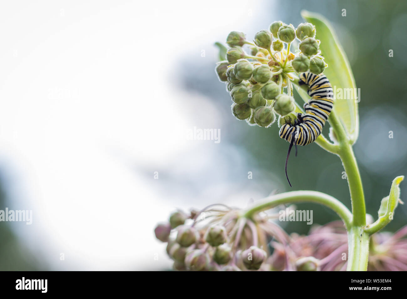 Monarch Caterpillar, Danaus Plexppus, feeds on pink common milkweed, Asclepias, on a summer morning Stock Photo