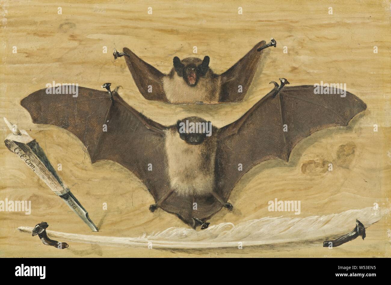 Gabriel Orm, Trompe l'oeil, Two bats nailed to a timber wall, knife and quill pen ('The Bat Painting'), two on a board wall with nails suspended leather patches, knife and quill, painting, 1738, Oil on paper or vellum mounted on metal, Oil on paper or parchment laid on iron plate, Height, 29.4 cm (11.5 inches), Width, 19.6 cm (7.7 inches), Inscription, 174, on paper note à tergo, Signed, G, E, Orm 1738, on knife tv, about the bat Stock Photo