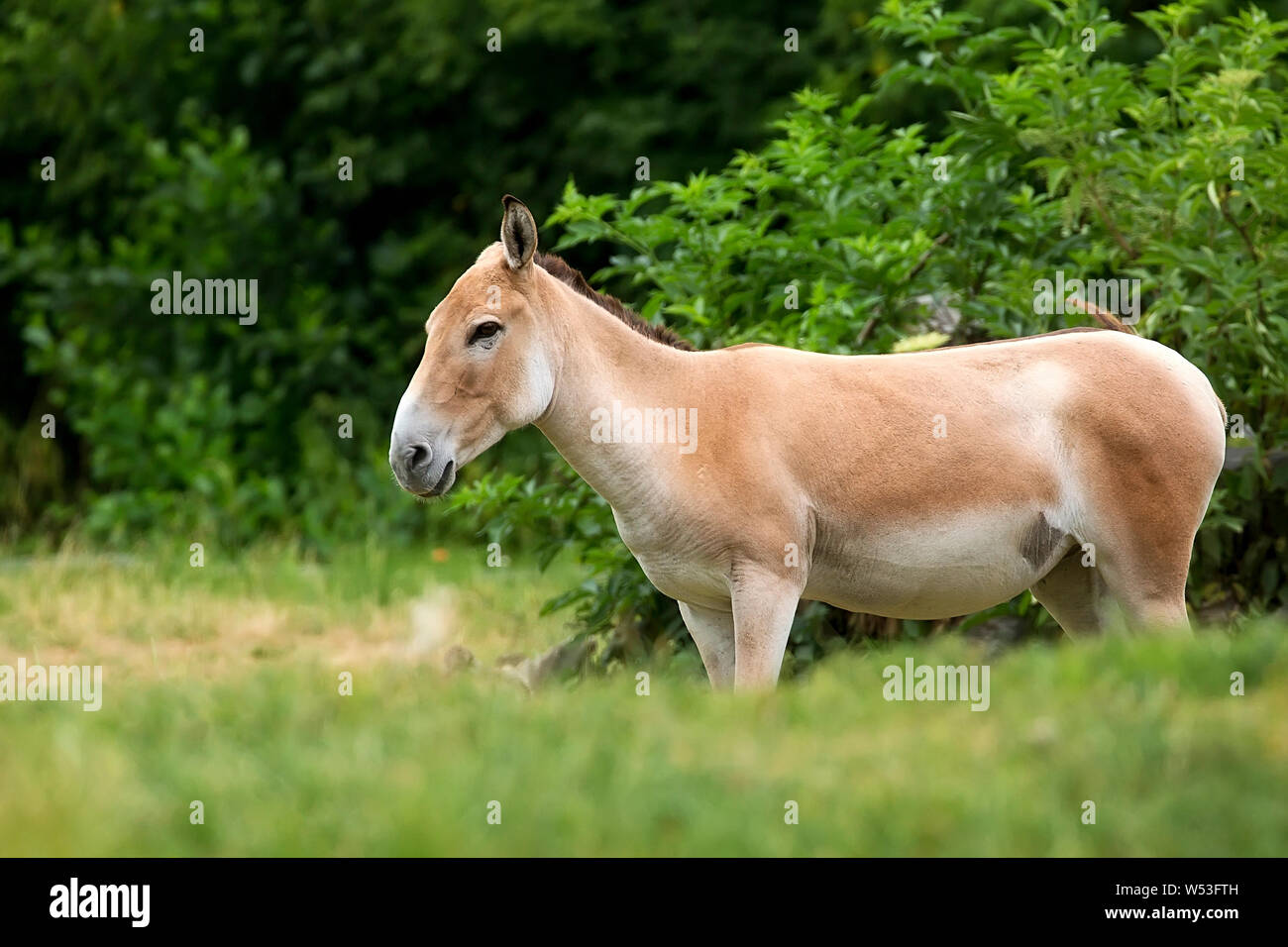 Onager in a clearing Stock Photo