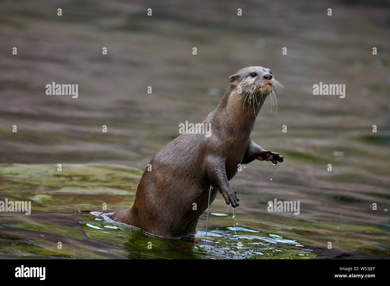 Cute Asian Small-clawed Otter (Amblonyx cinerea) standing in water, image Stock Photo