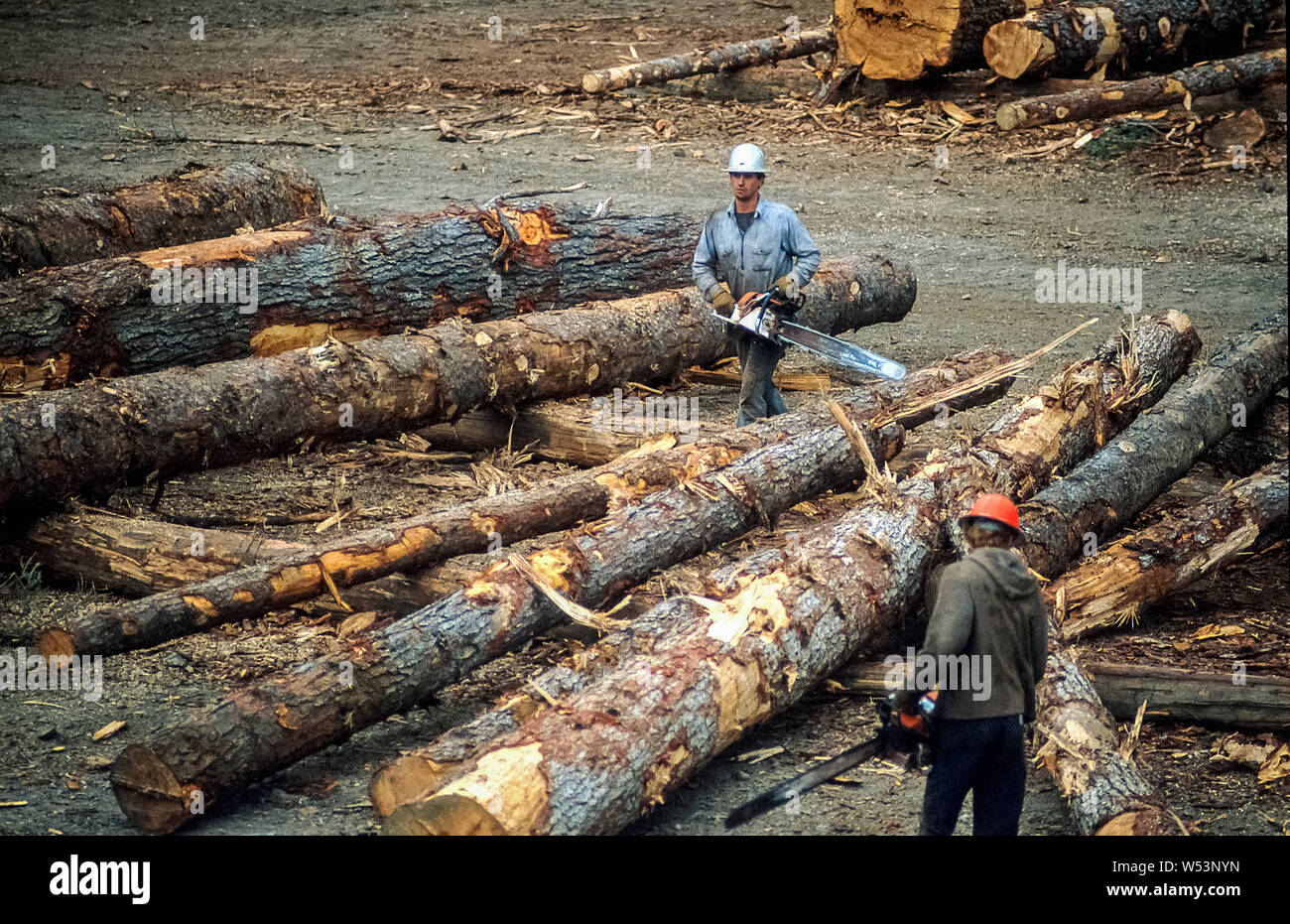 Brazil wood industry Stock Photo