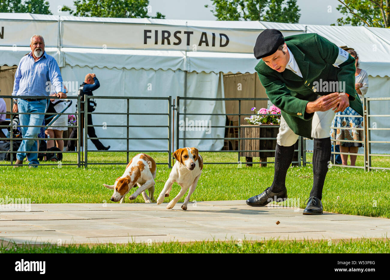 Festival of Hunting, Peterborough. The Huntsman with two beagle hounds in the show ring Stock Photo