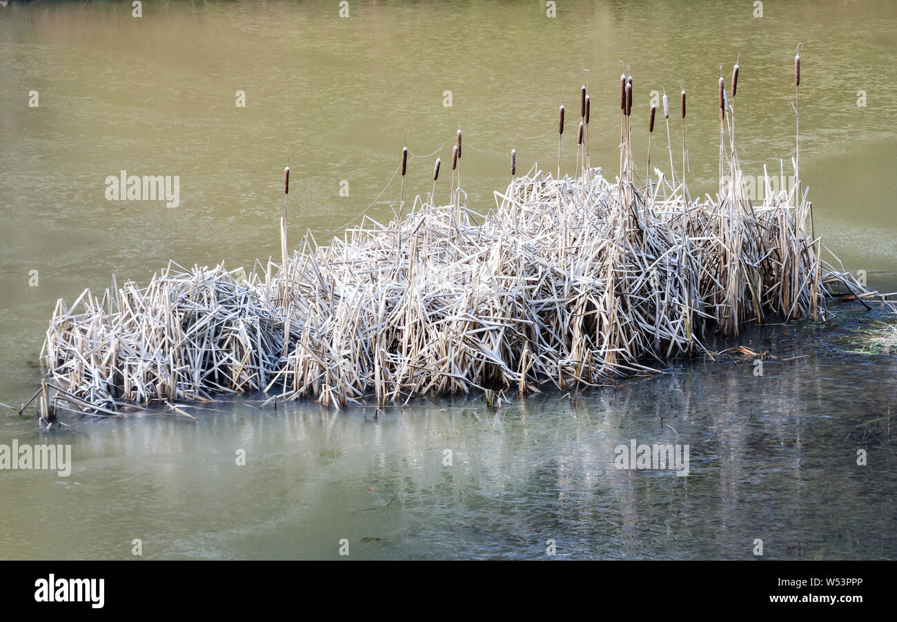 Cattails, Typha, during wintertime on a lake in Germany Stock Photo