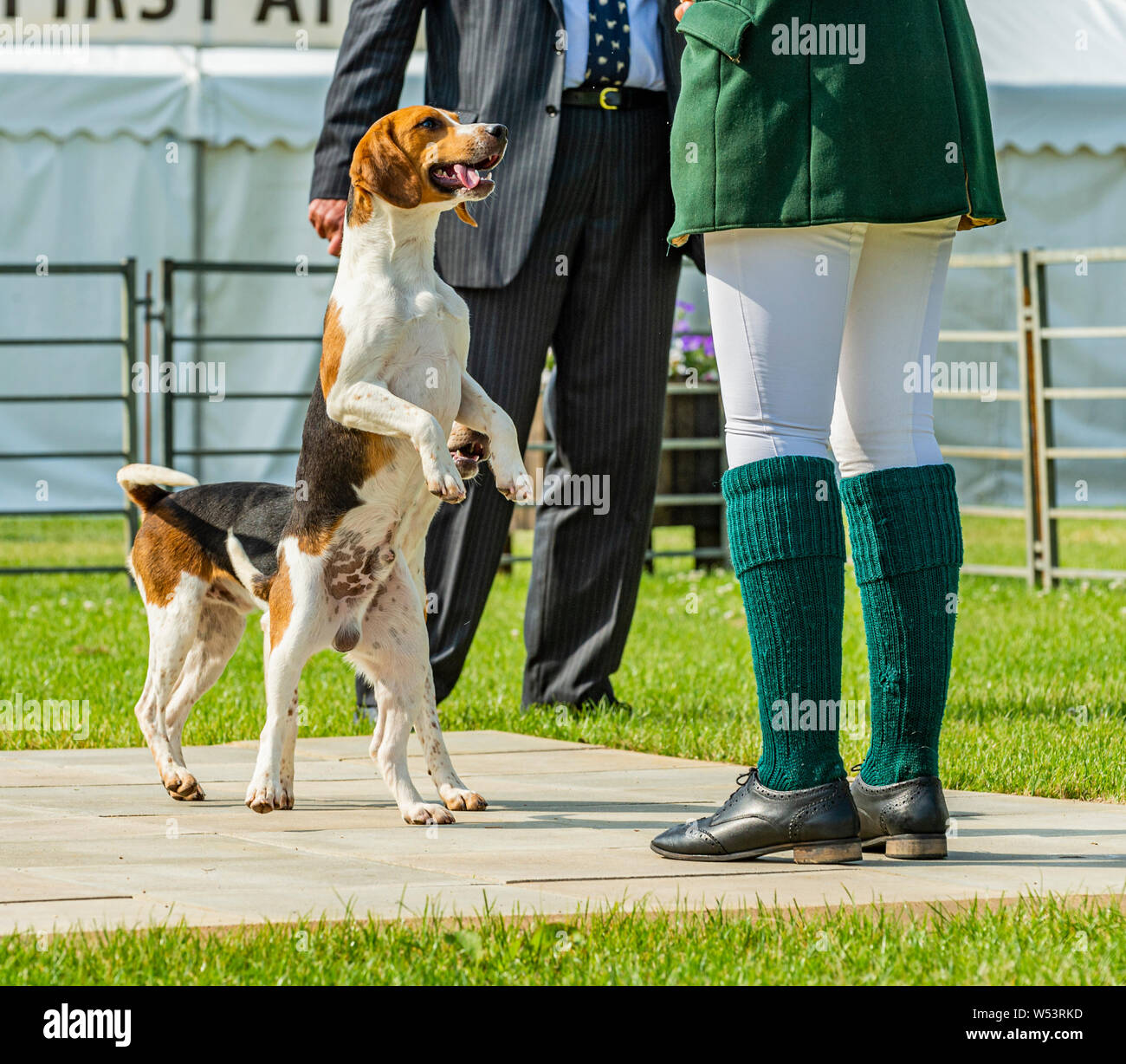 Festival of Hunting, Peterborough. The Huntsman with two beagle hounds in the show ring Stock Photo
