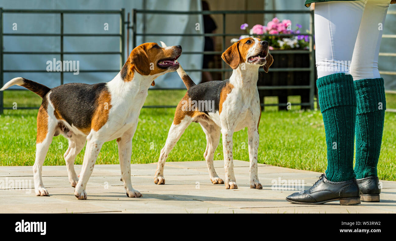 Festival of Hunting, Peterborough. The Huntsman with two beagle hounds