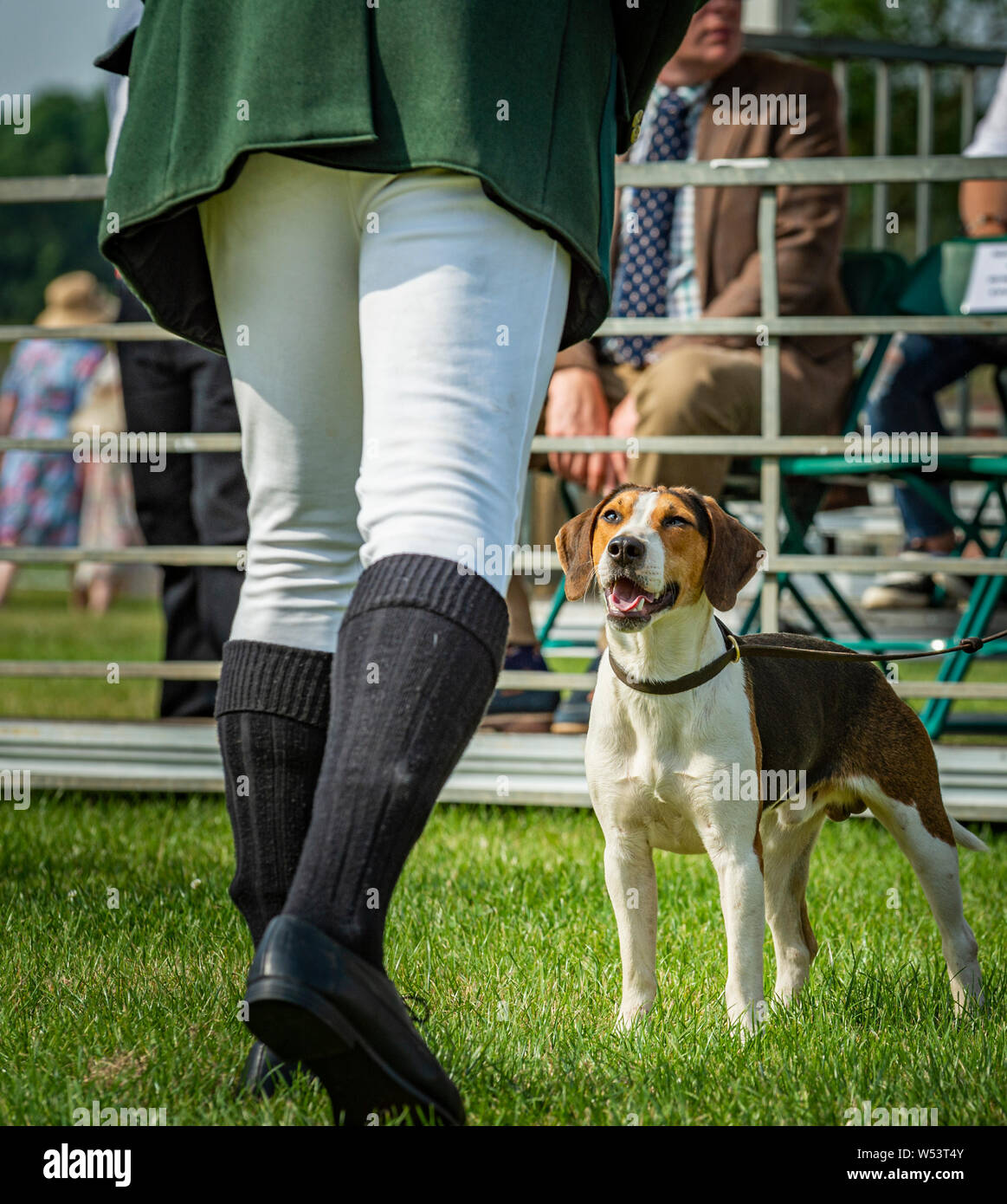 Festival of Hunting, Peterborough. The Huntsman with a beagle hounds in the show ring Stock Photo