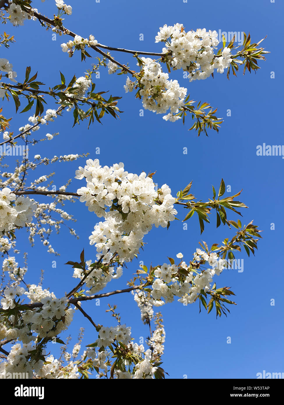 White cherry blossoms on a japanese cherry tree against clear blue sky in Tokyo, Japan Stock Photo