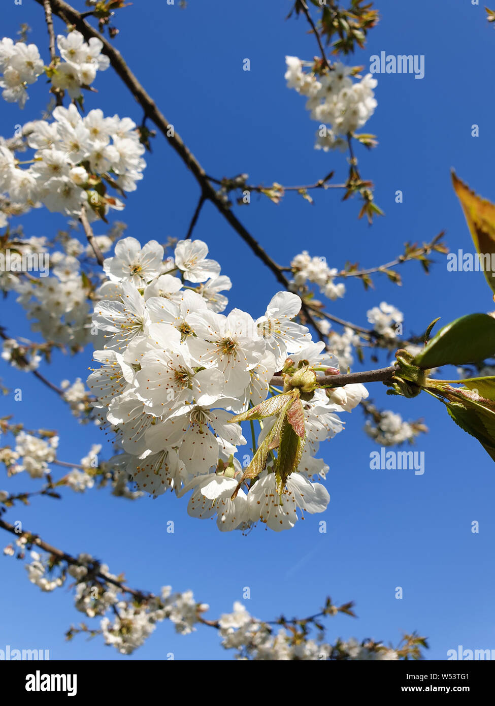 Prunus rosaceae blossom hi-res stock photography and images - Page