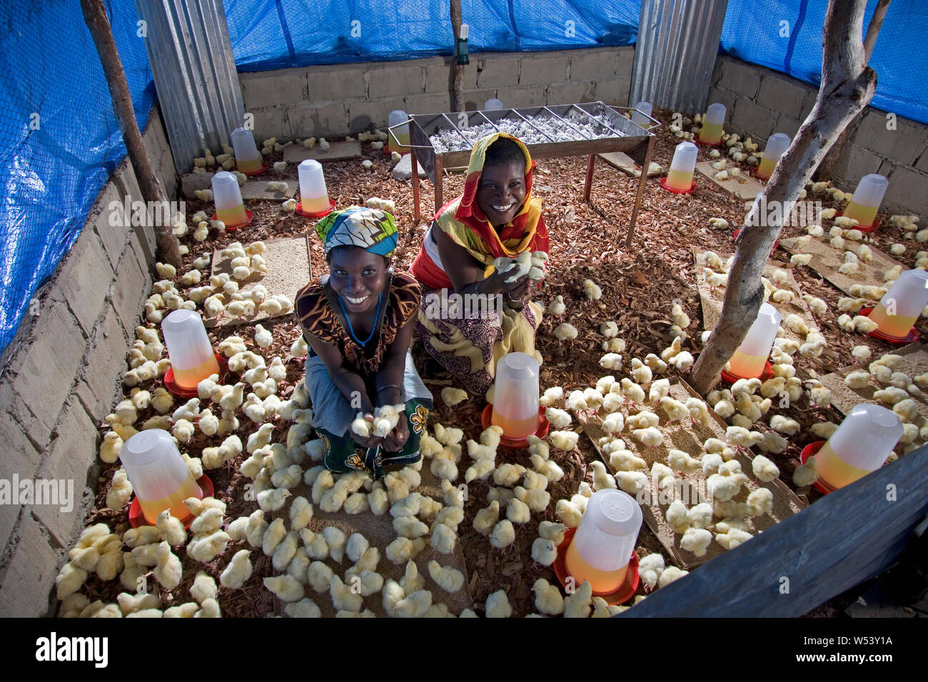 Local village community egg & chicken production project, initially supported by mining company. Produce supplies mine & generates income for farmers. Stock Photo