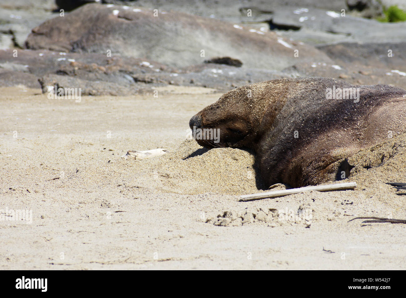 Rare Hookers Sea lion sleeping New Zealand endemic (Phocarctos hookeri) Catlins NP South coast Stock Photo