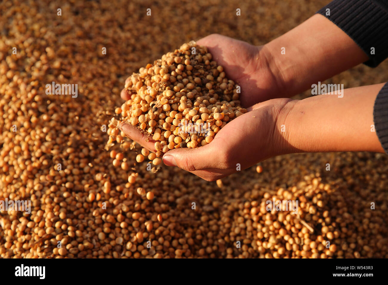 Soybean file hires stock photography and images Alamy