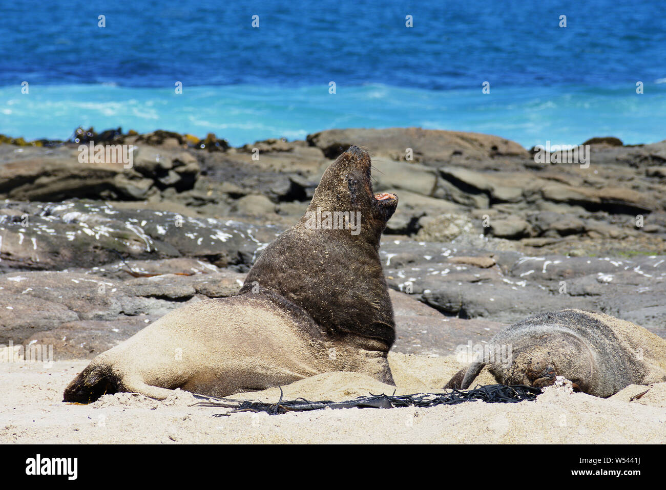 rare roaring Hookers Sea lion breeding pair New Zealand endemic (Phocarctos hookeri) Catlins NP South coast Stock Photo
