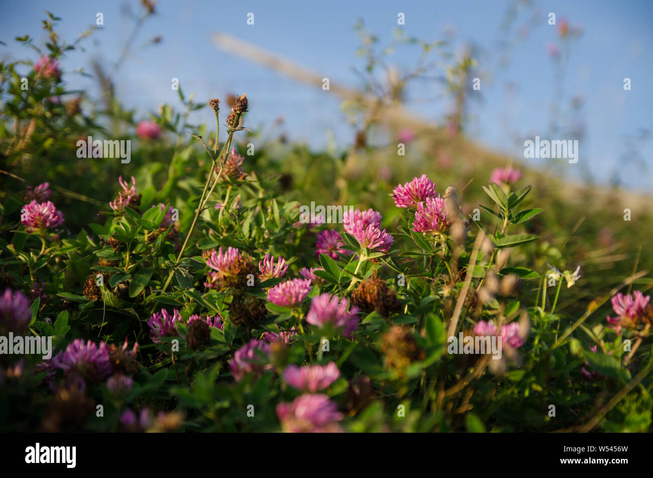 Sun shining through wild medicinal herbs Stock Photo