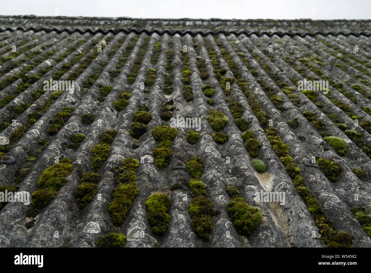 Moss lying on top of a corrugated asbestos roof Stock Photo