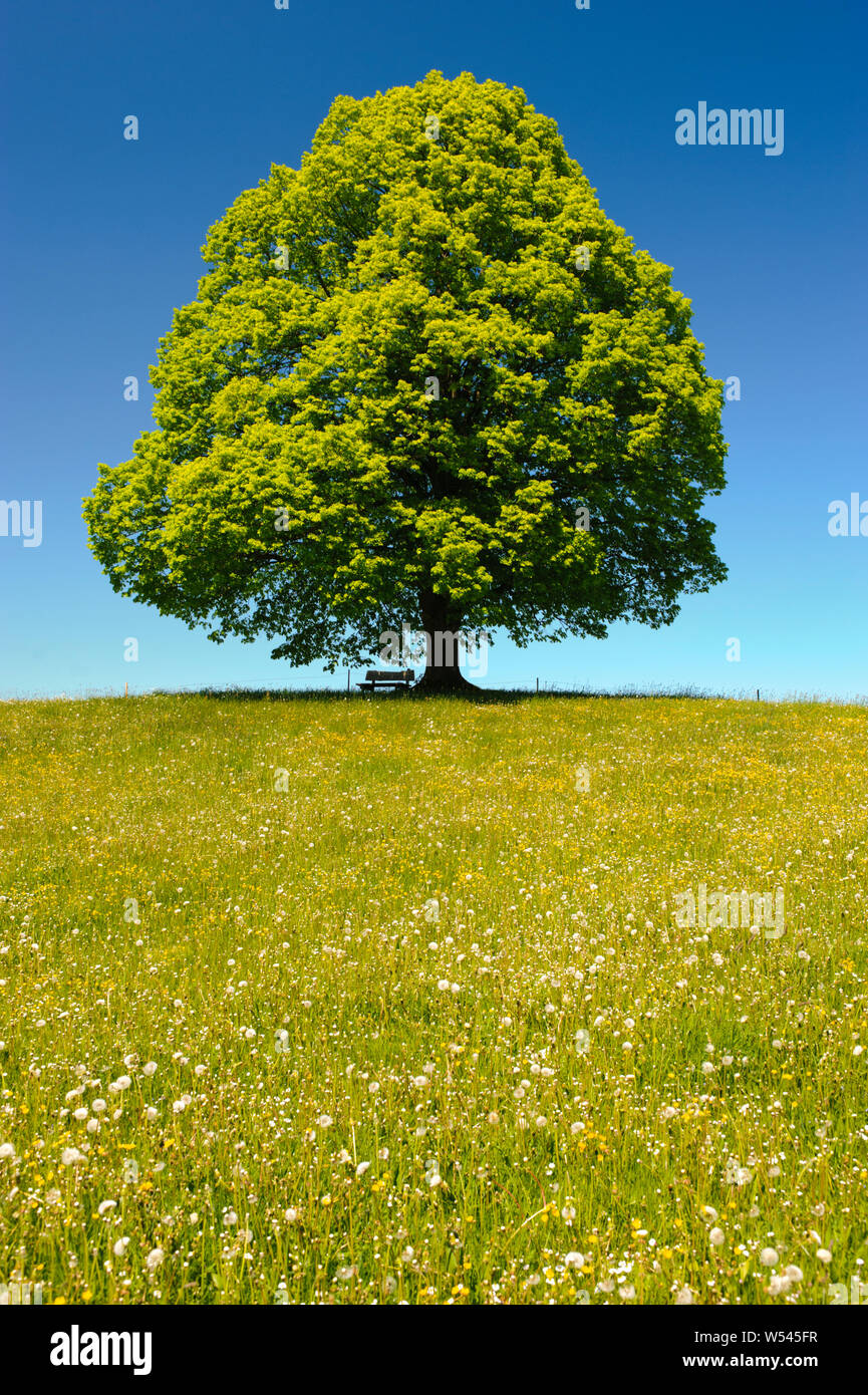 single tree wirh perfect treetop in meadow Stock Photo - Alamy
