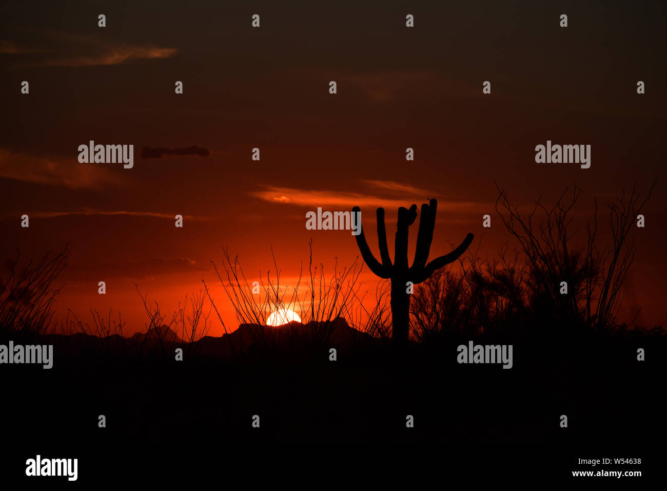 A saguaro cactus and ocotillo during a monsoon sunset, Saguaro National Park, Rincon District, Sonoran Desert, Tucson, Arizona, USA. Stock Photo