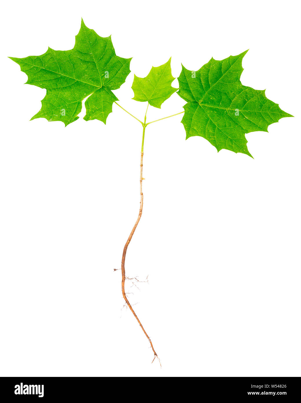 Young Maple Tree With Roots Isolated On White Background Stock Photo Alamy