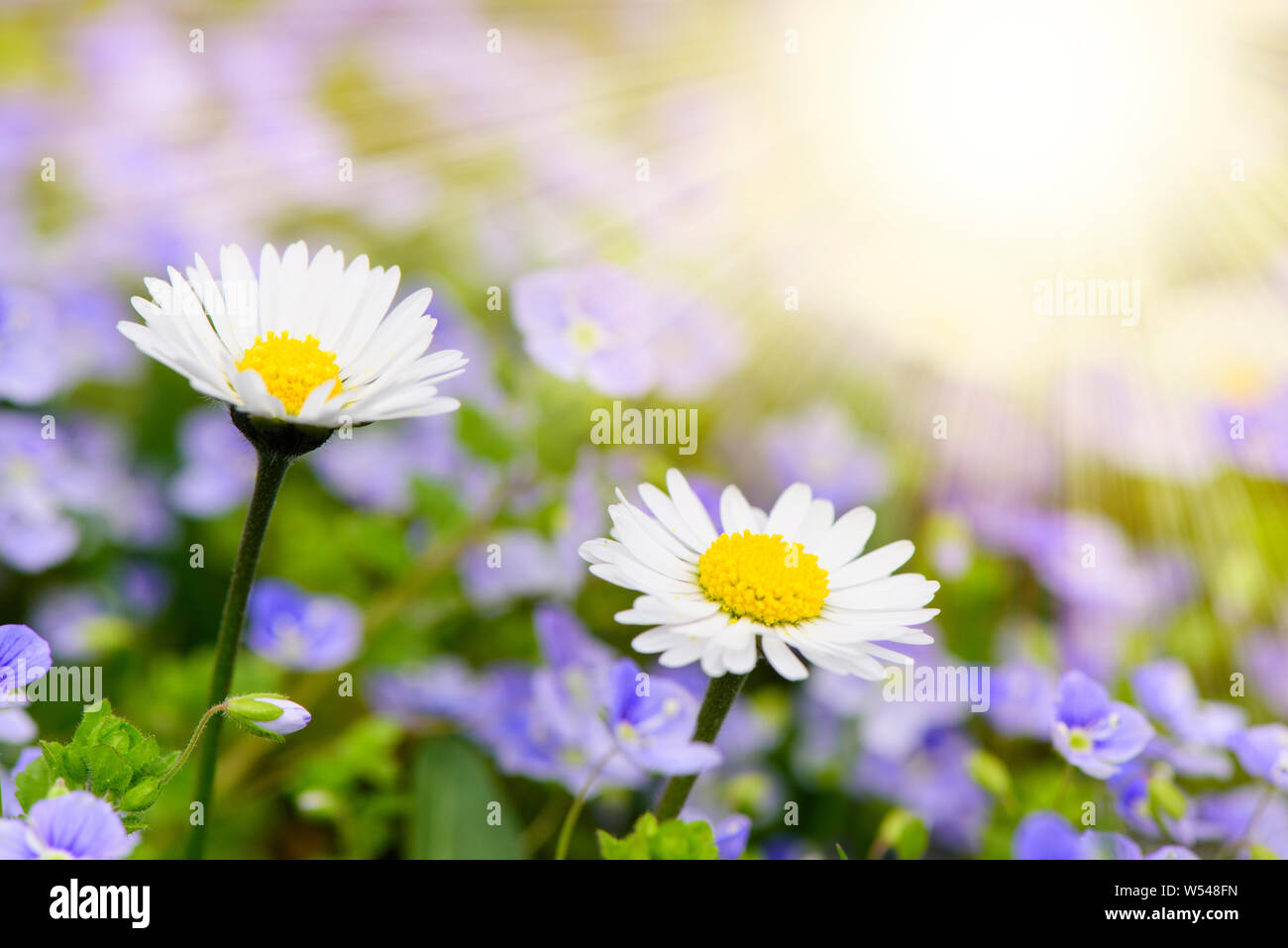 panoramic flowerbed with daisy and sunbeams Stock Photo Alamy