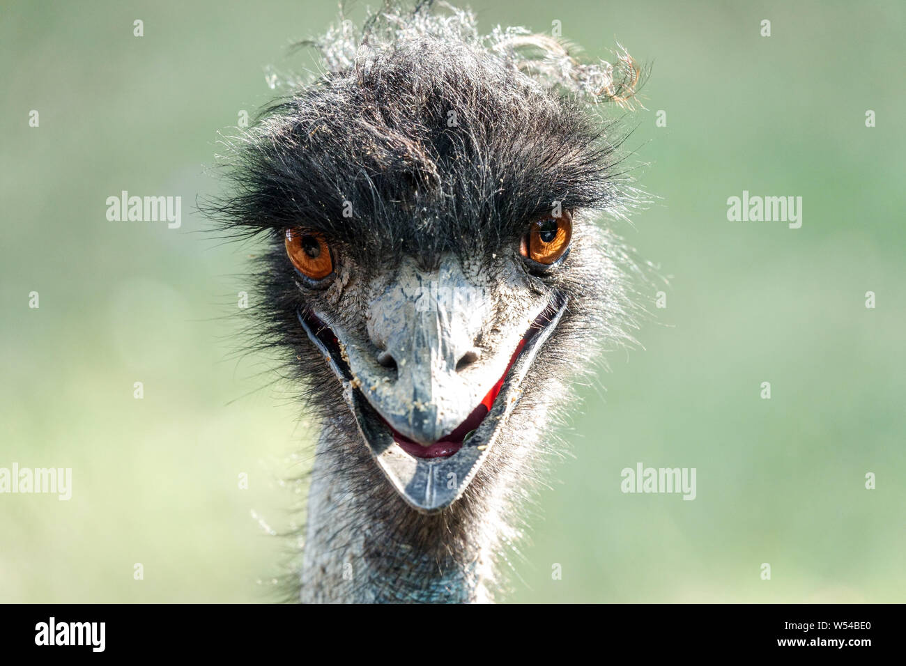 Emu head detail Emu portrait Dromaius novaehollandiae Stock Photo